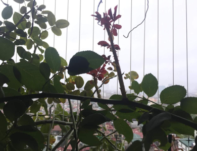 Lưới an toàn ban công Đồng Nai