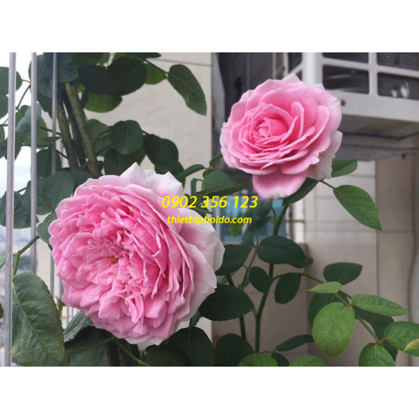 Lưới an toàn ban công Đồng Nai